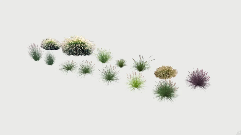 Pennisetum (Fountain Grass)