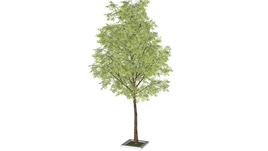 tree