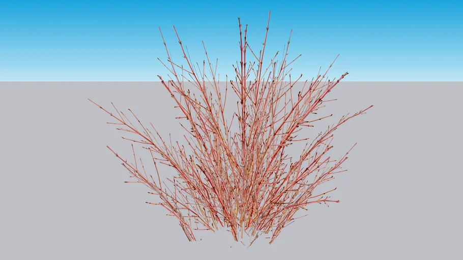 Arctic Sun® Red Twig Dogwood - Cornus sanguinea
