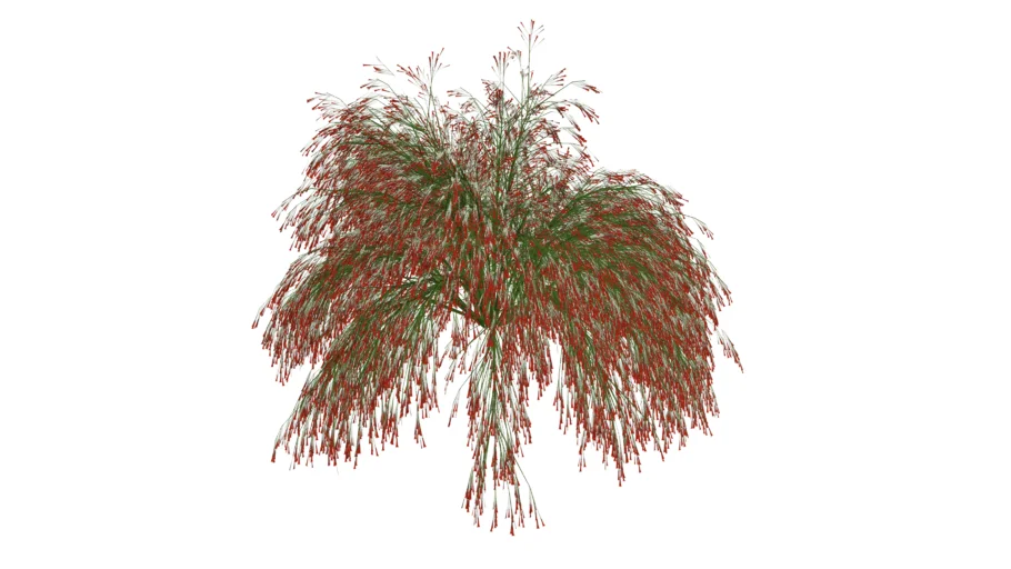 Paisagismo_Russélia ou Flor-de-coral (Russelia equisetiformis)