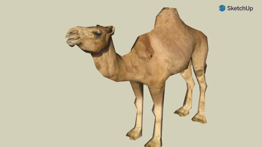 camel