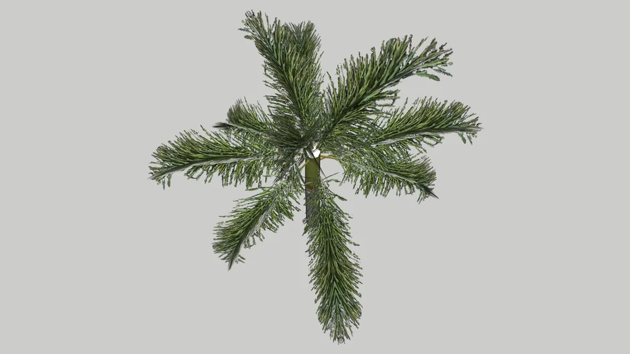 Foxtail Palm