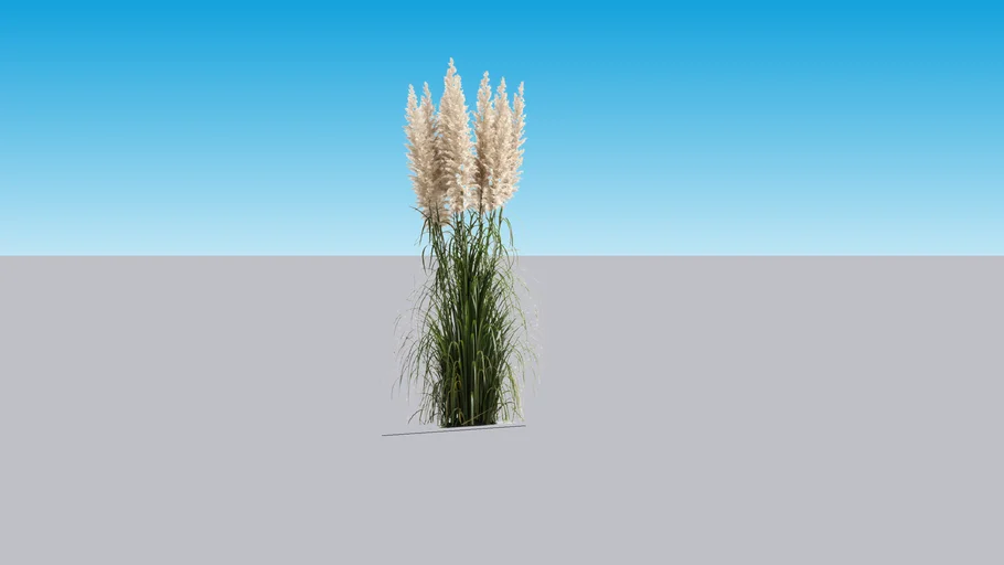 pampas long grass