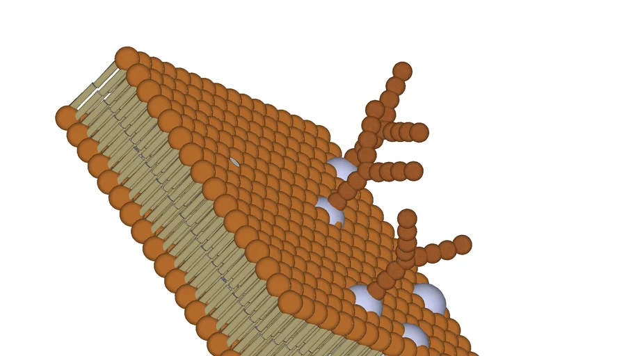 Cell Membrane