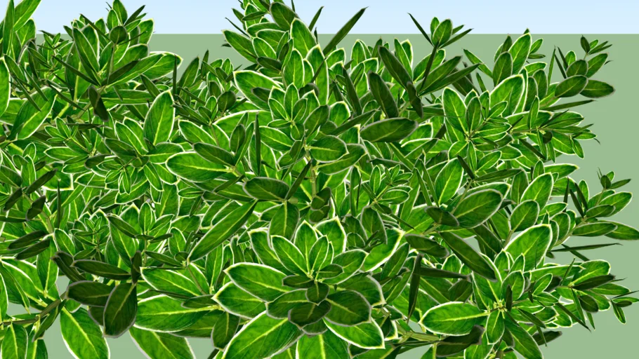 Planta Arbusto Variegata