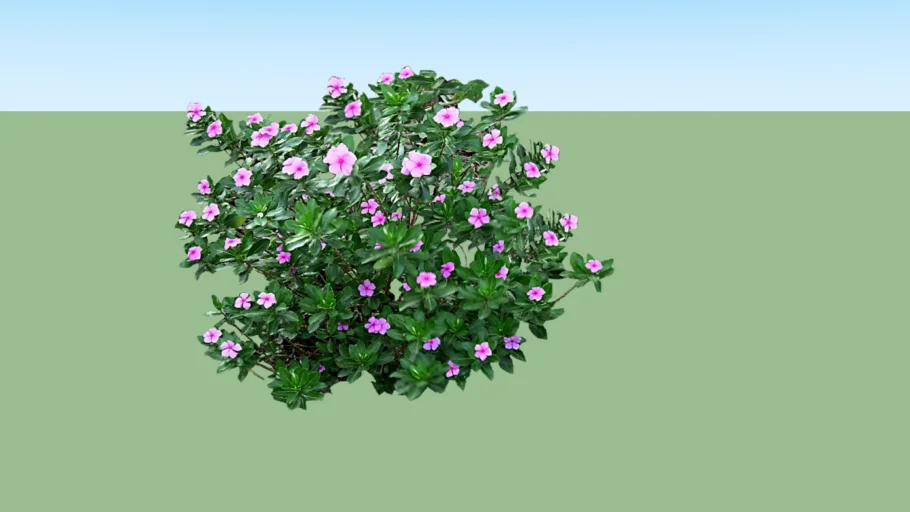 Vinca Rosea, catharanthus roseus, periwinkle