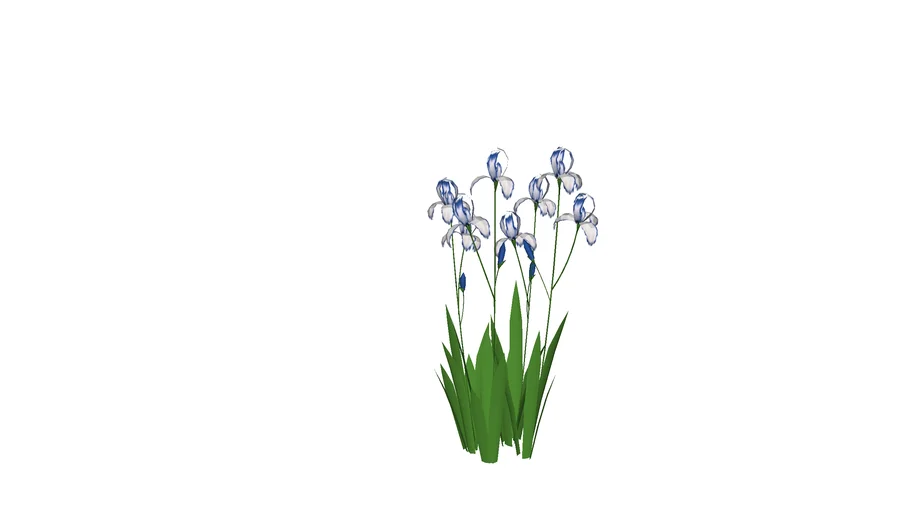 Iris Germanica - Presby Crown Jewel