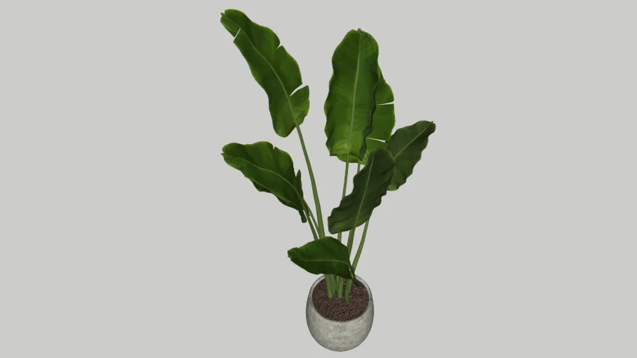Plant Alocasia Zebrina