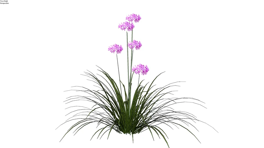 Tulbaghia violacea - Alho social