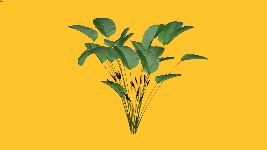 Kebun3D - Calathea lutea v1
