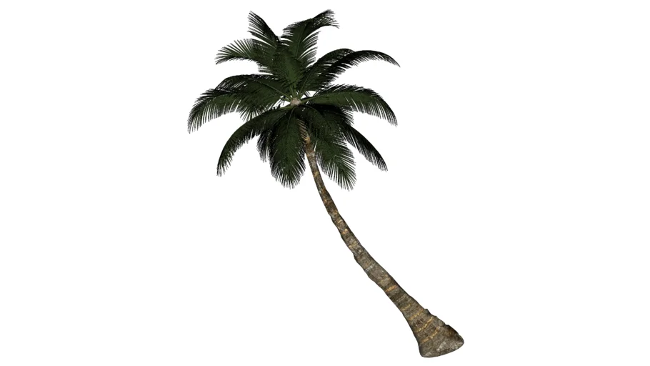 Palm Tree