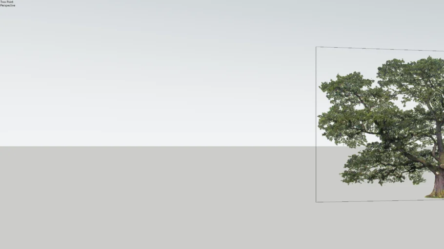 2D TREE/ 2D CAY LON