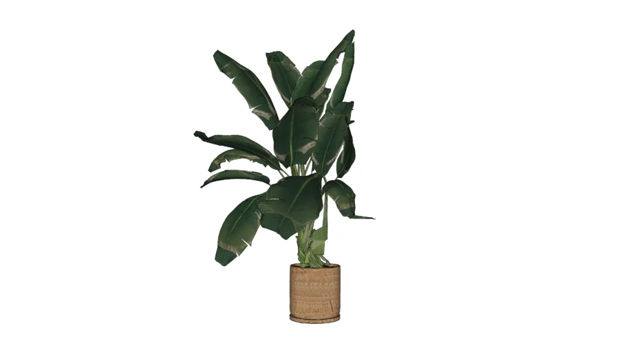 Banana Tree in Marble Pot