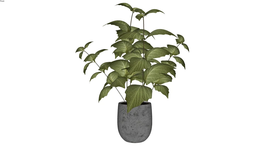 Planta no Vaso 