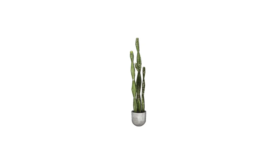 Plant cactus