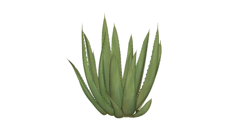 ALOE VERA (BABOSA)