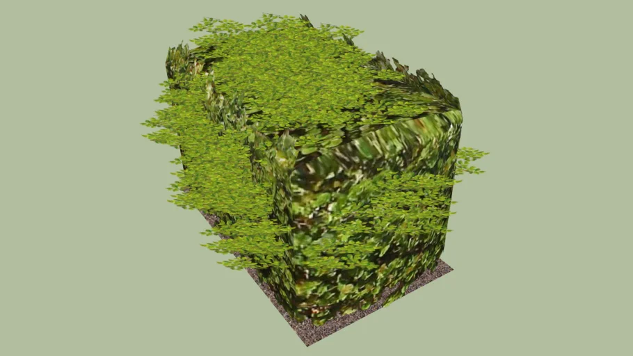 Shrub