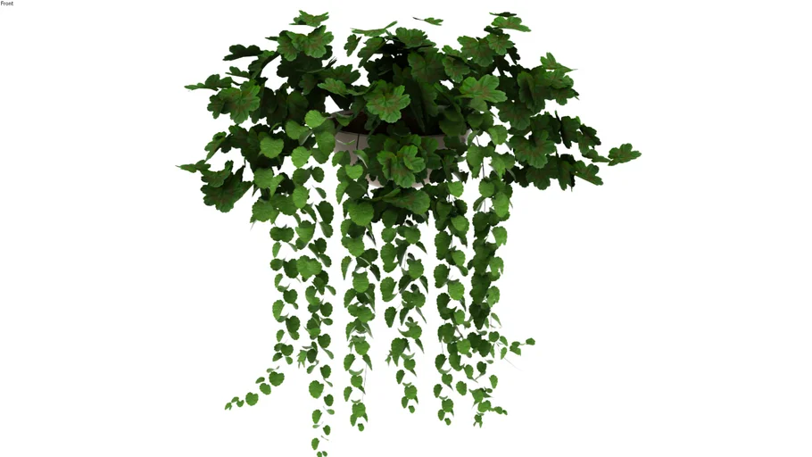 Planta Trepadeira - Vaso Vray