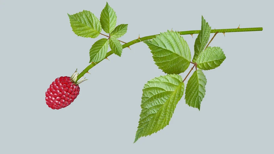 Framboos - Rubus idaeus (lat.) - Raspberry