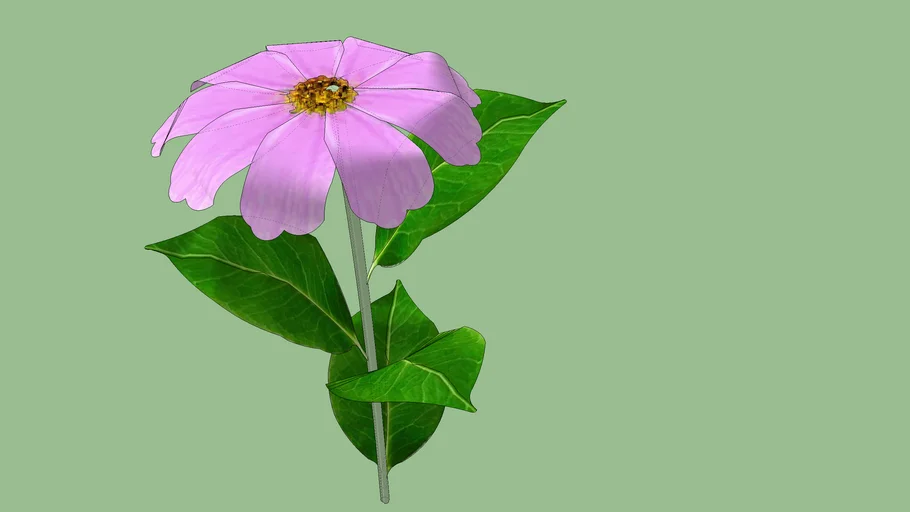 Flower, pink sunflower