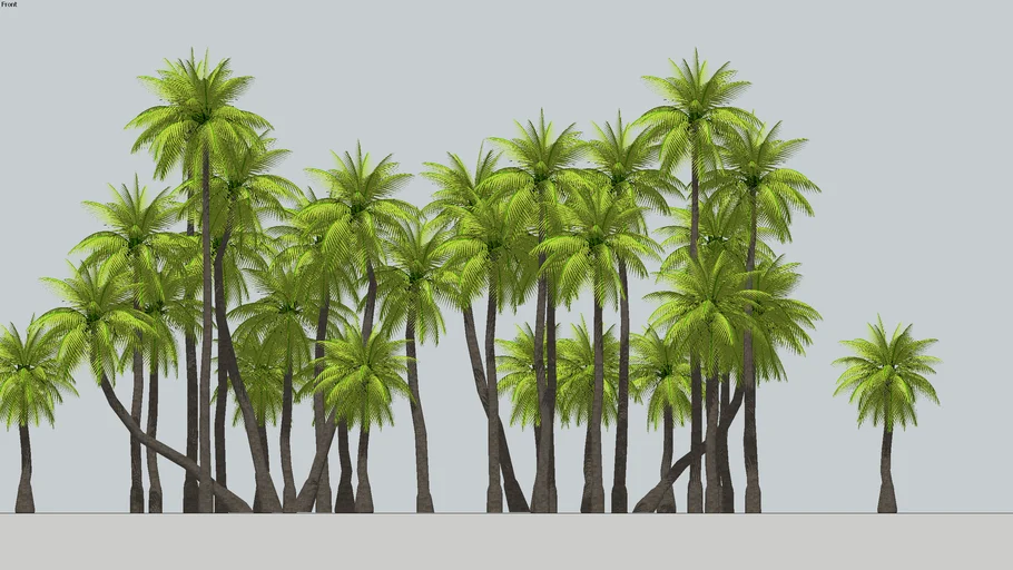 LANDSCAPING+Coconut+Trees