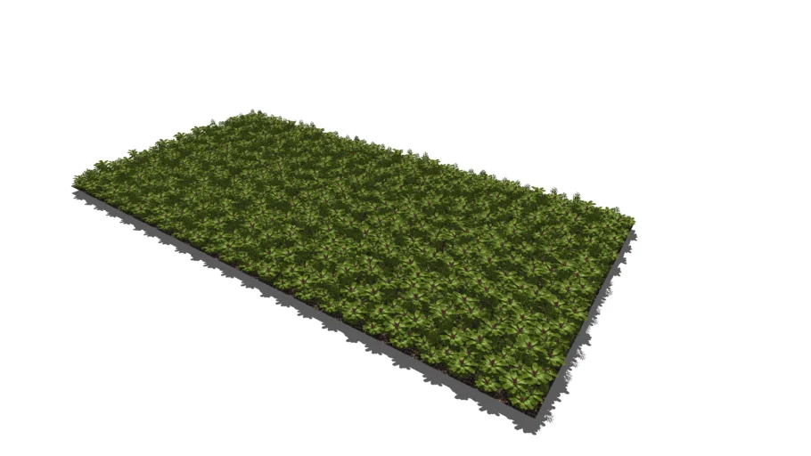 sedumdak  green roof