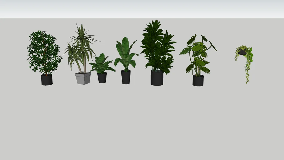 plant