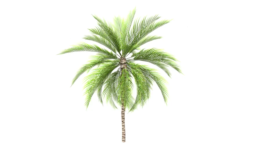 Curly Palm Tree