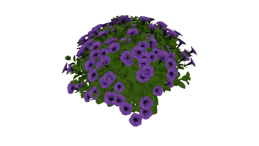 3D Landscape Plant - Petunia hybrid Supertunia Royal Velvet