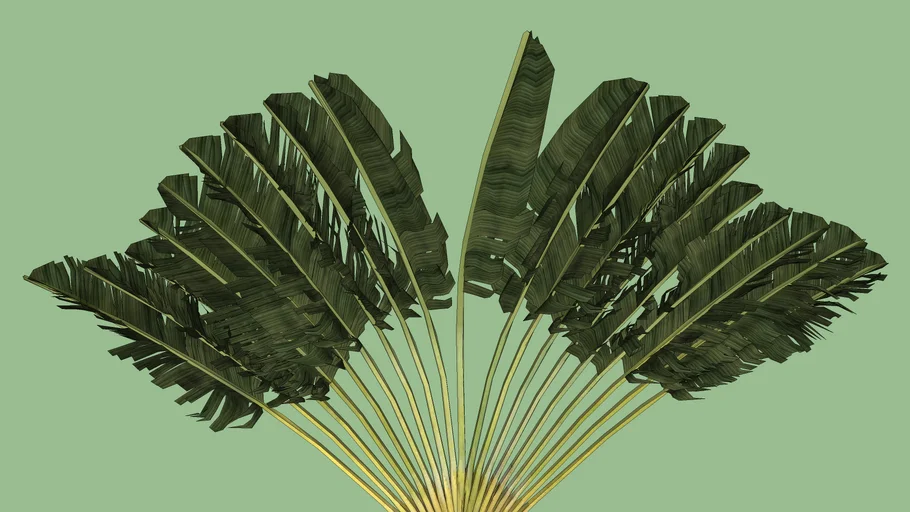 PALMEIRA+BANANEIRA
