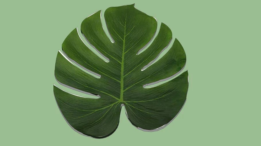 Trapical Leaf