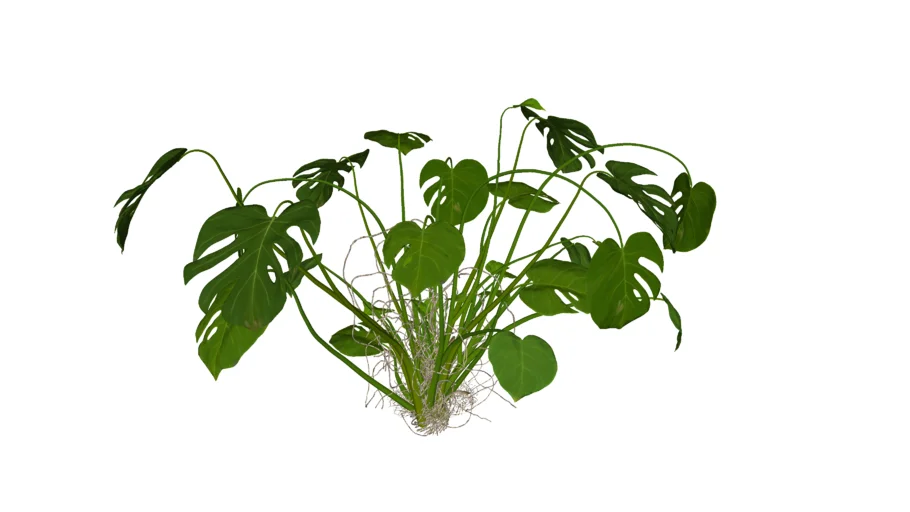 Costela-de-adão_'Mint Variegata'_(Monstera deliciosa)_Paisagismo