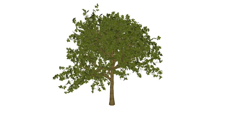 Arbol