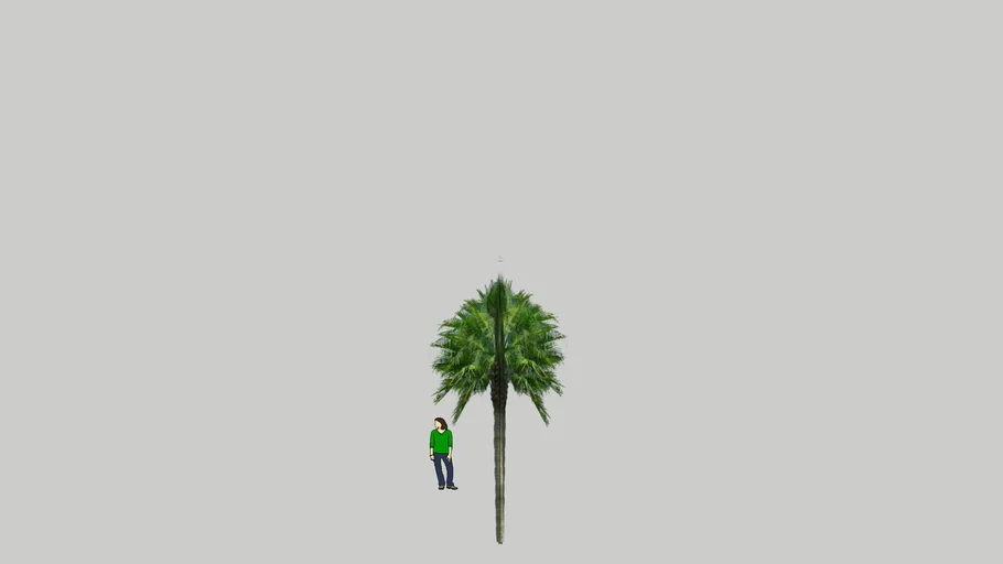 Palmera