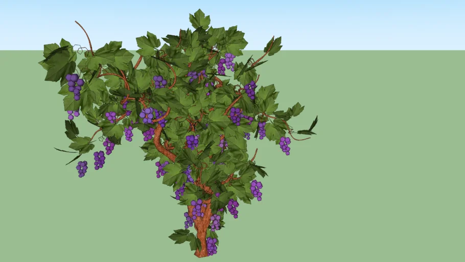 Grape Vine