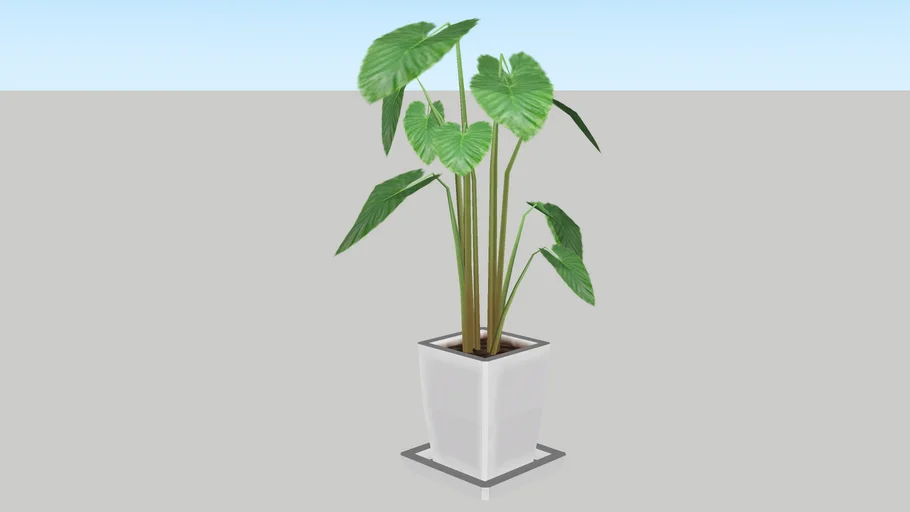Indoor plant | 3D Warehouse