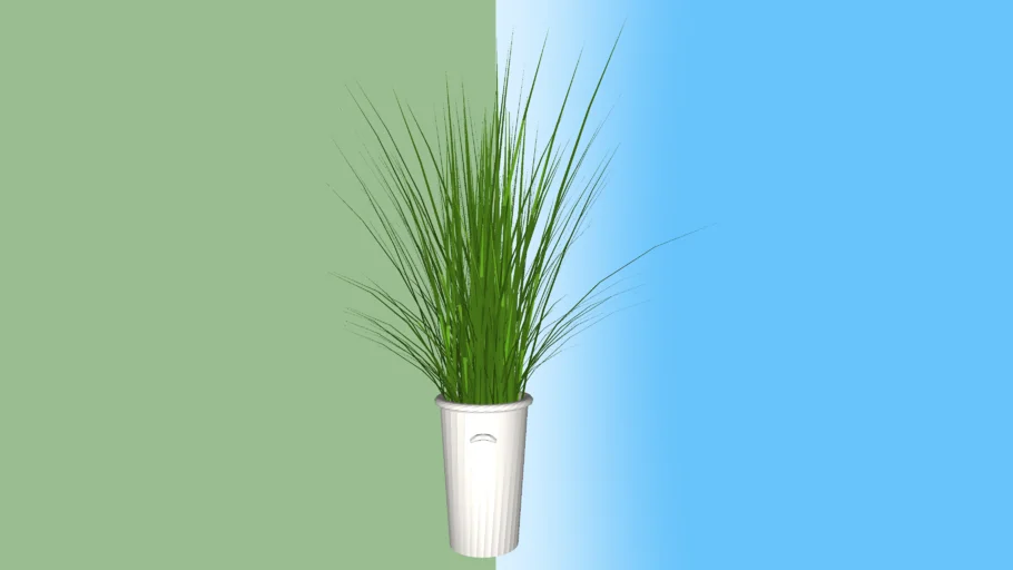 pot plant