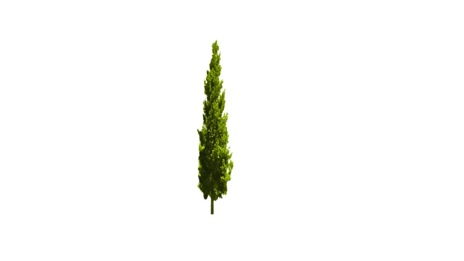 Tall tree