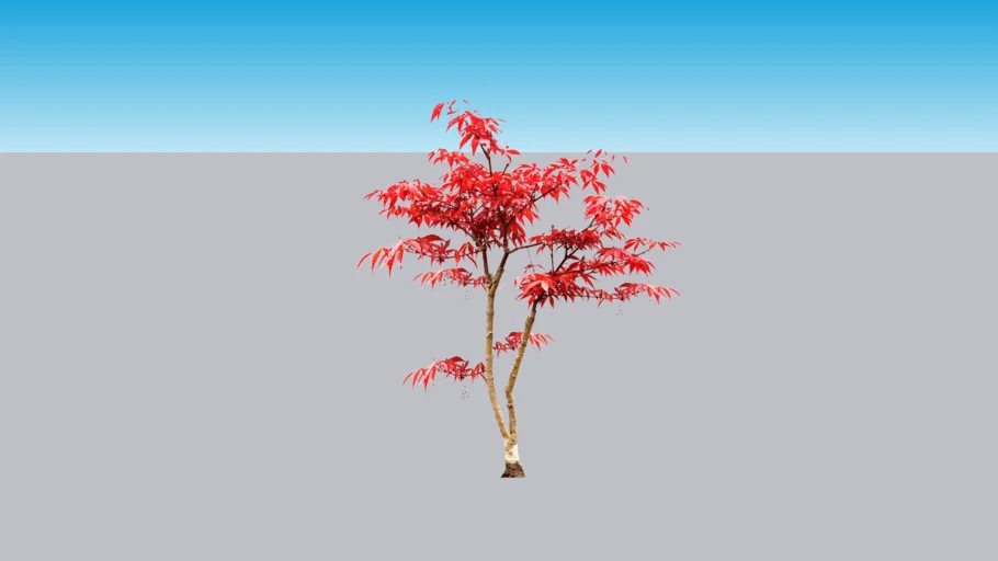 Maple