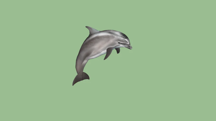 Atlantic Bottlenose Dolphin