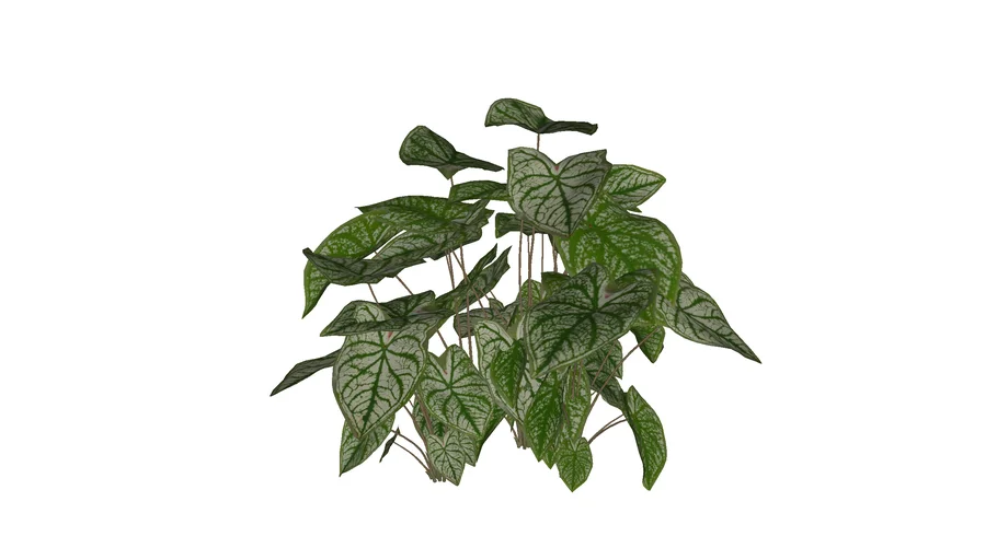 Caladium bicolor - Cây khoai