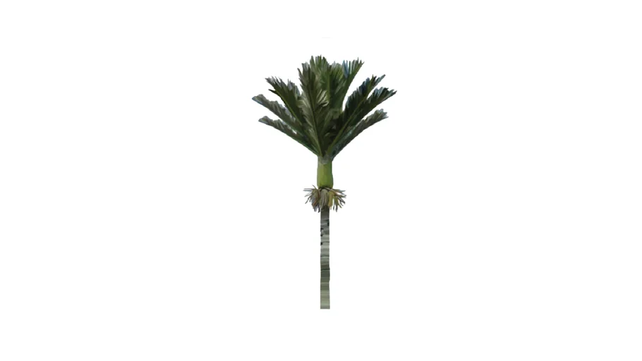 Nikau Palm Tree