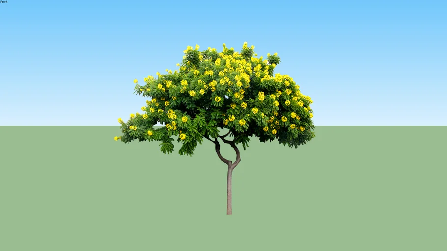 Cassia Leptophylla - Gold Medallion Tree