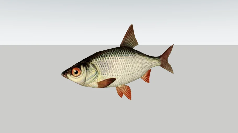 Roach fish - Särki