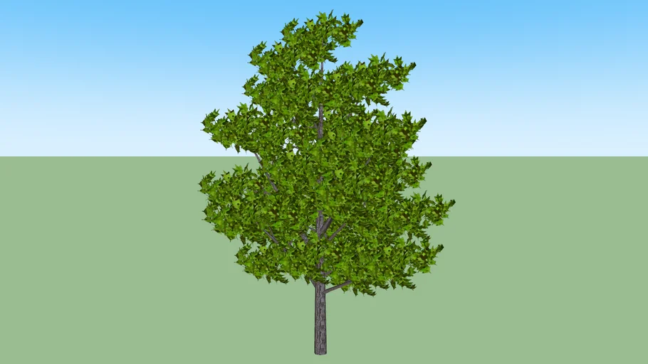 Oak Tree