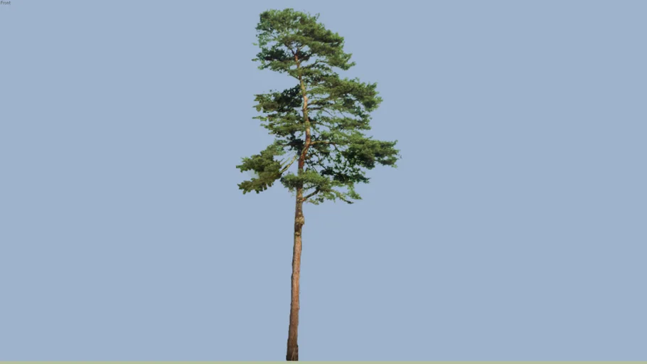 Pine Tree