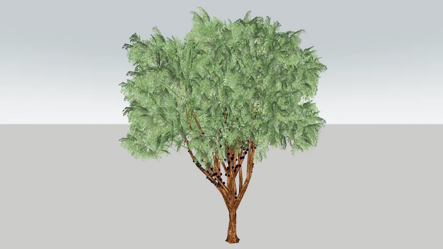 Jabuticabeira-02