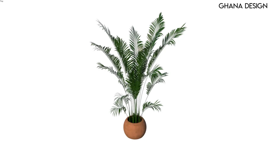 Palm Tree