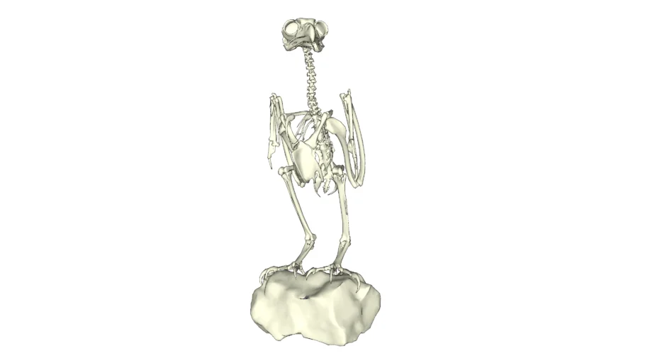 Great Horned Owl Skeleton