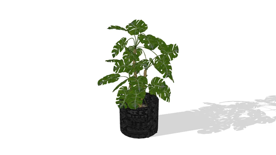 Plant Monstera